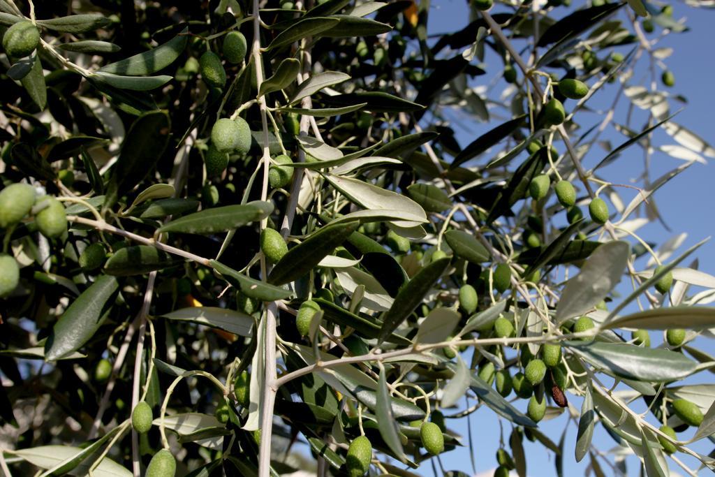 Agricostella Agriturismo เวียสเต ภายนอก รูปภาพ